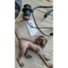 Stolní lampa Monkey s černým stínidlem - 29*27*43 cm E27