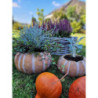 Obal na květináč ve tvaru dýně Pumpkin - Ø15*9 cm