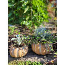 Obal na květináč ve tvaru dýně Pumpkin - Ø15*9 cm