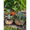 Obal na květináč ve tvaru dýně Pumpkin - Ø15*9 cm