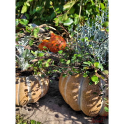 Obal na květináč ve tvaru dýně Pumpkin - Ø15*9 cm