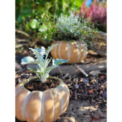 Obal na květináč ve tvaru dýně Pumpkin - Ø15*9 cm