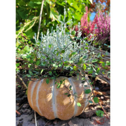 Obal na květináč ve tvaru dýně Pumpkin - Ø15*9 cm